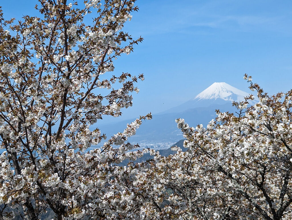 伊豆パノラマパークから見える富士山と桜