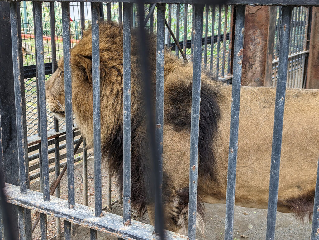 おびひろ動物園のライアン