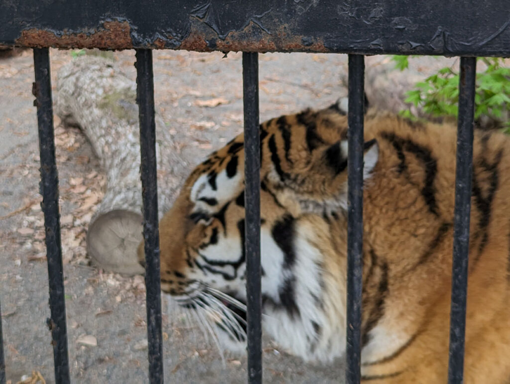 おびひろ動物園のトラ