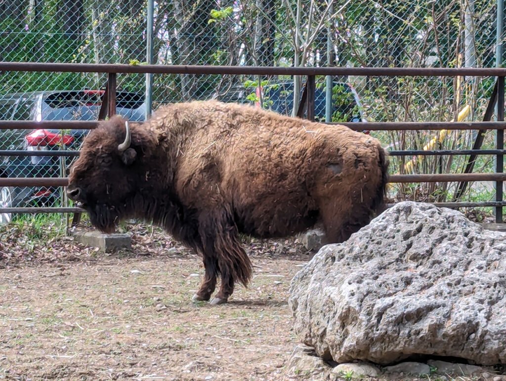 おびひろ動物園のアメリカンバイソン