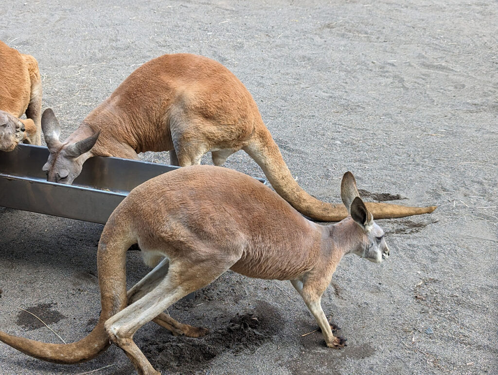 おびひろ動物園のカンガルー