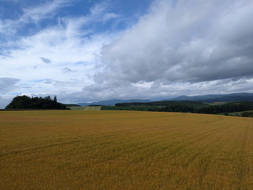 美瑛パッチワークの路の風景