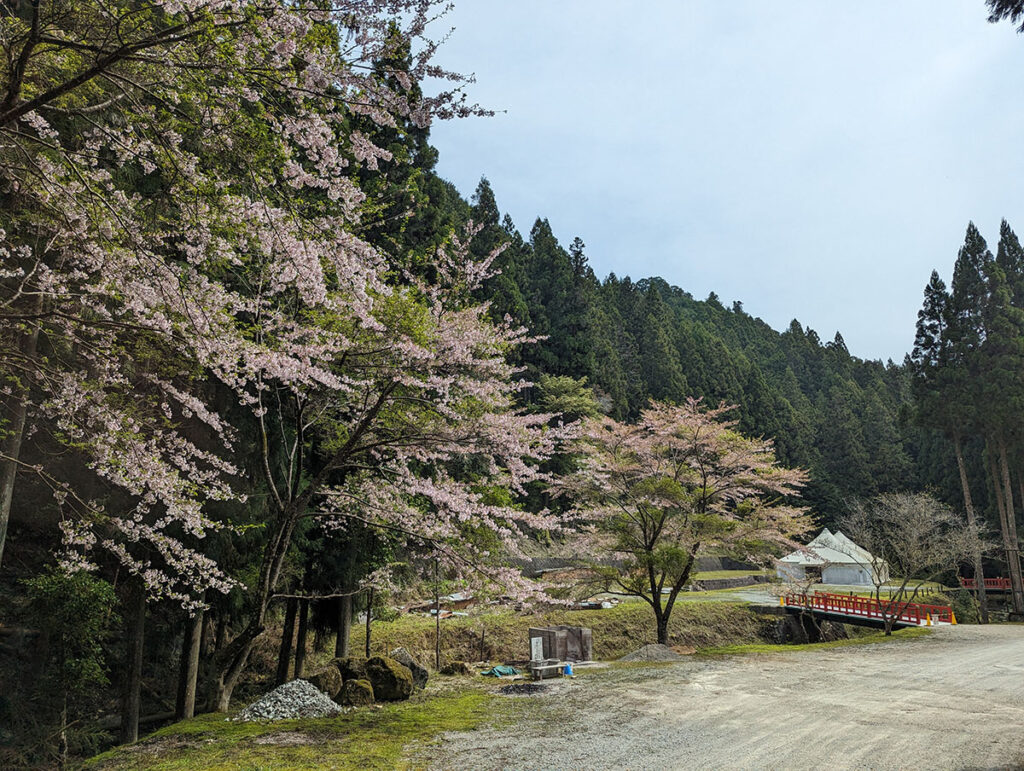 吉野の桜