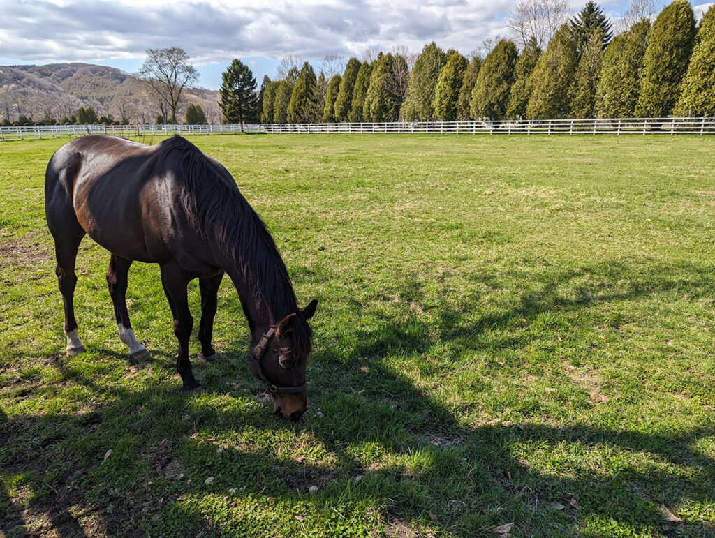 牧場の馬