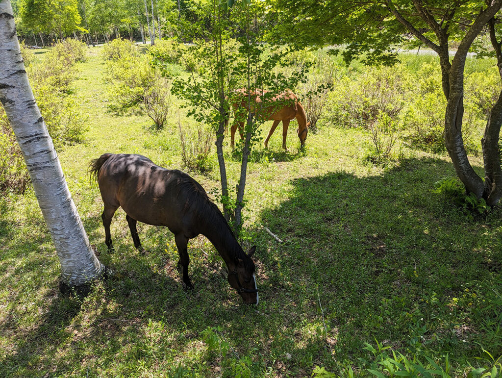 休憩中の馬たち