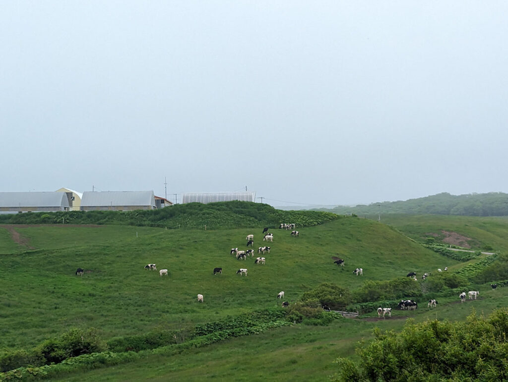 浦幌町役場 模範牧場の放牧風景