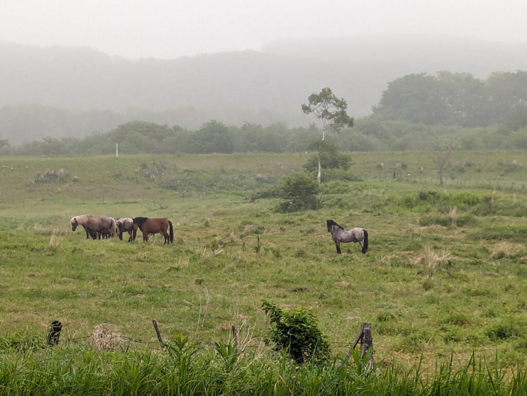 霧の標茶町の牧場と馬