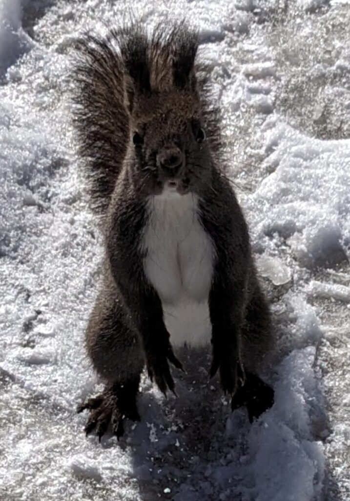 雪の中のエゾリス