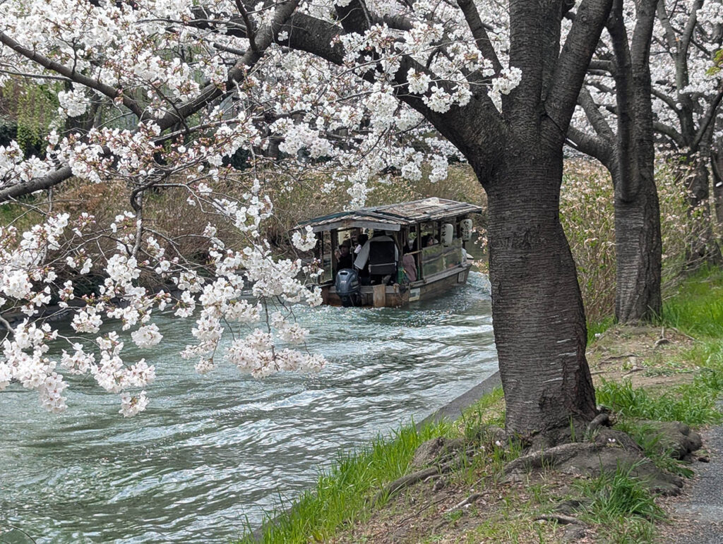 川沿いに咲く満開の桜と、川を進む屋形船（十石舟）の風景