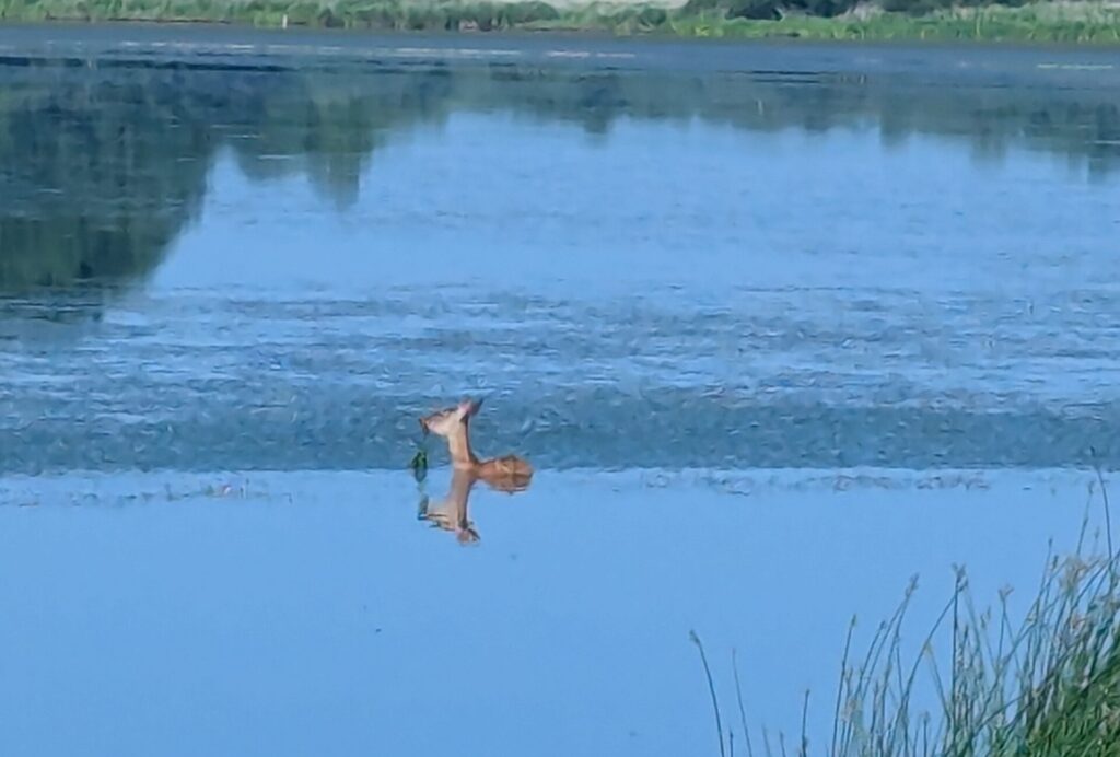 湖の中で水草を食べる鹿の姿とその水面への映り込み