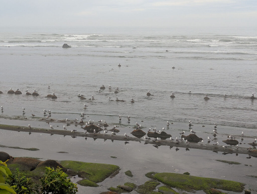 霧のかかった海岸線に群れるカモメたちと岩場の風景(北海道・新冠〜三石間)