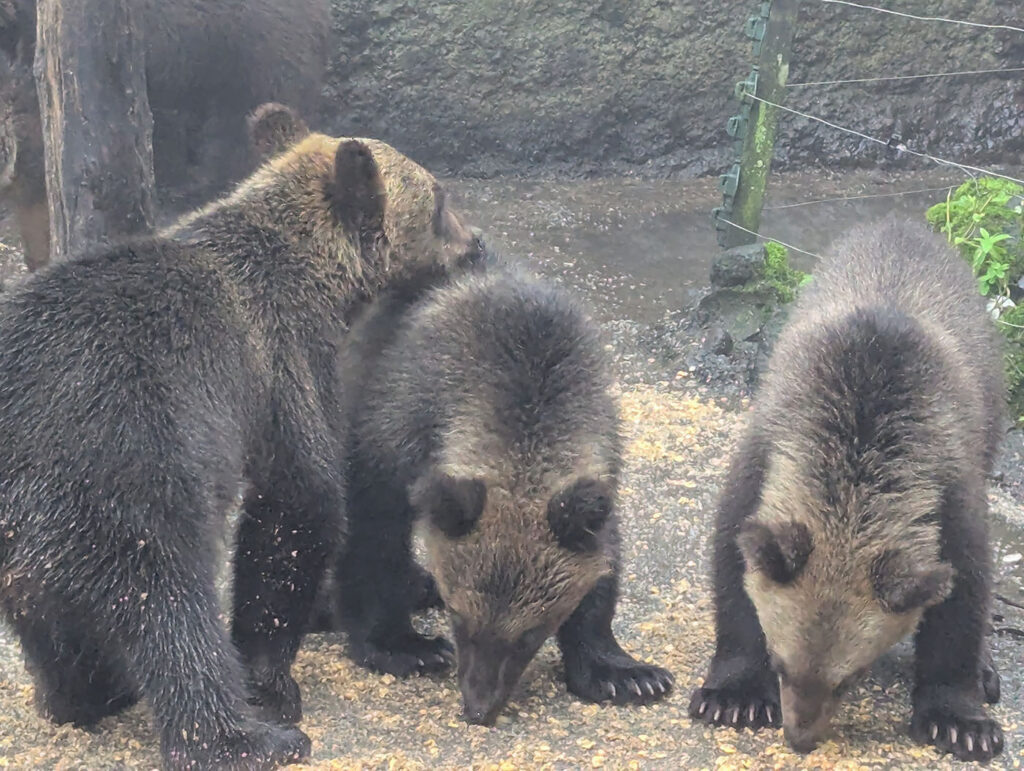 登別クマ牧場でえさを食べる子グマたち。雨上がりの地面で夢中になって顔を寄せ合っている。
