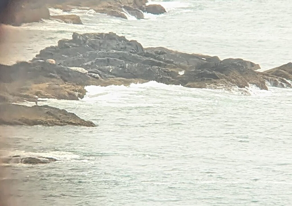 襟裳岬の岩場で休むゼニアザラシの群れ