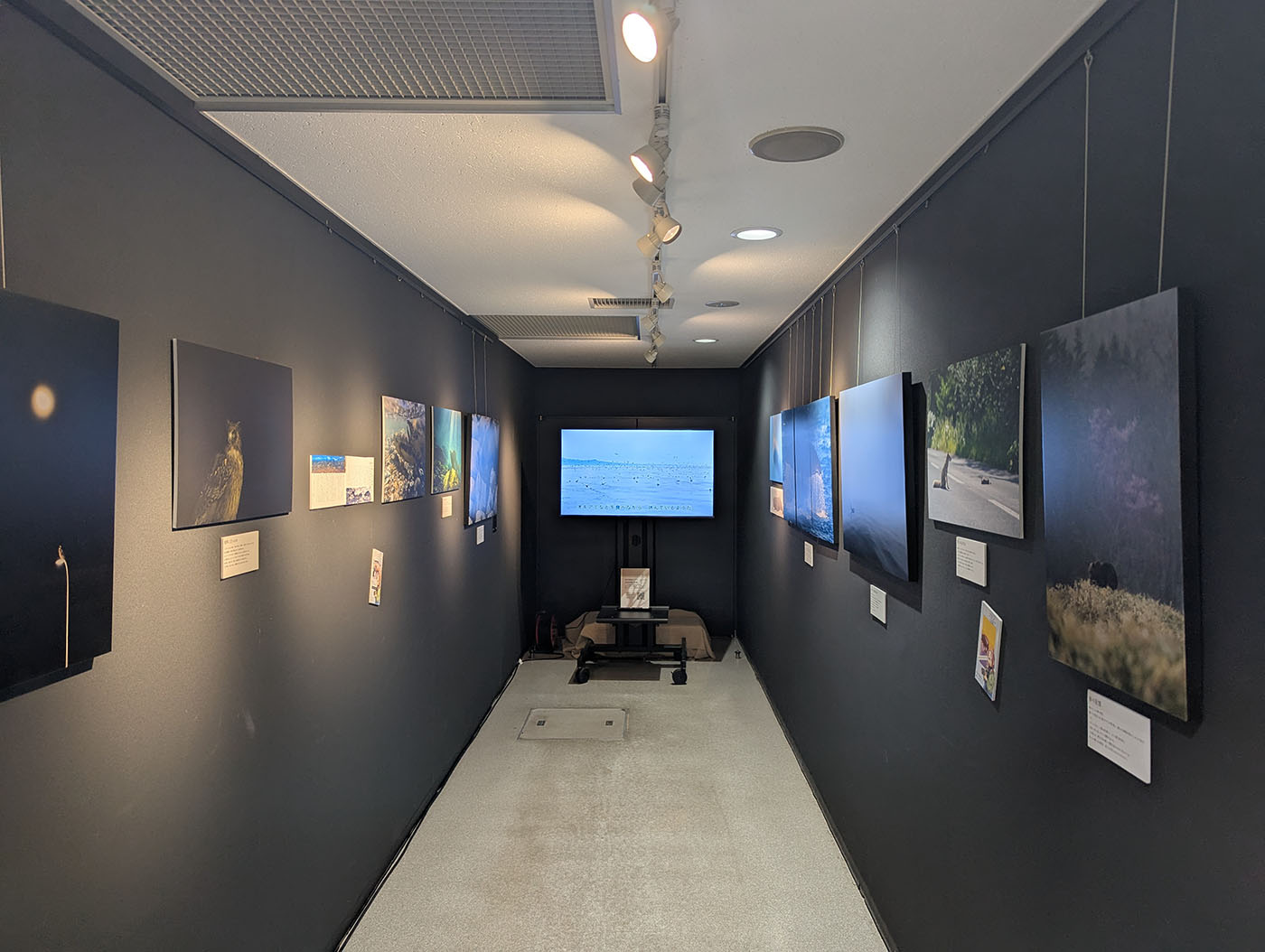 知床自然センター内の展示スペース全景。壁一面に知床の野生動物や風景の写真が並び、奥のモニターには流氷の映像が映し出されている。