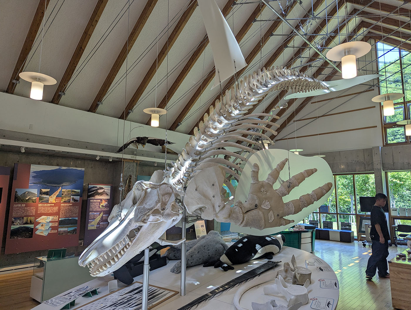 知床羅臼ビジターセンター館内に展示されたシャチの全身骨格標本。横から見た迫力ある姿と背景の展示室。
