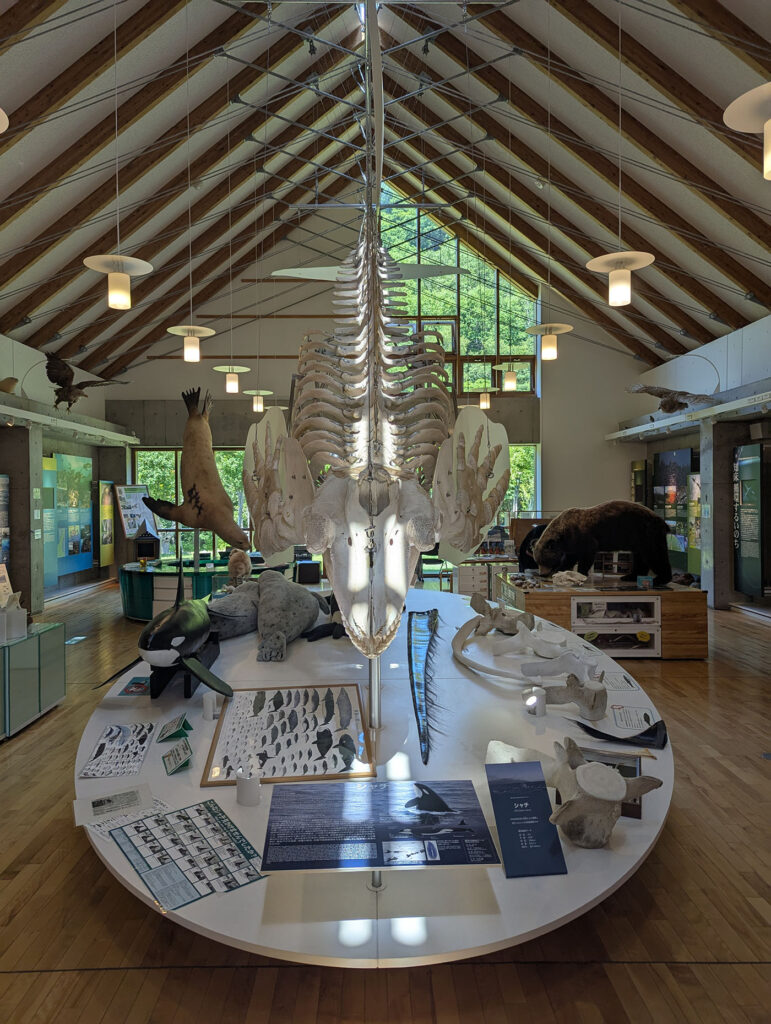 知床羅臼ビジターセンター館内中央に展示されたシャチの全身骨格標本を正面から撮影。背景には剥製や解説パネルが並ぶ。