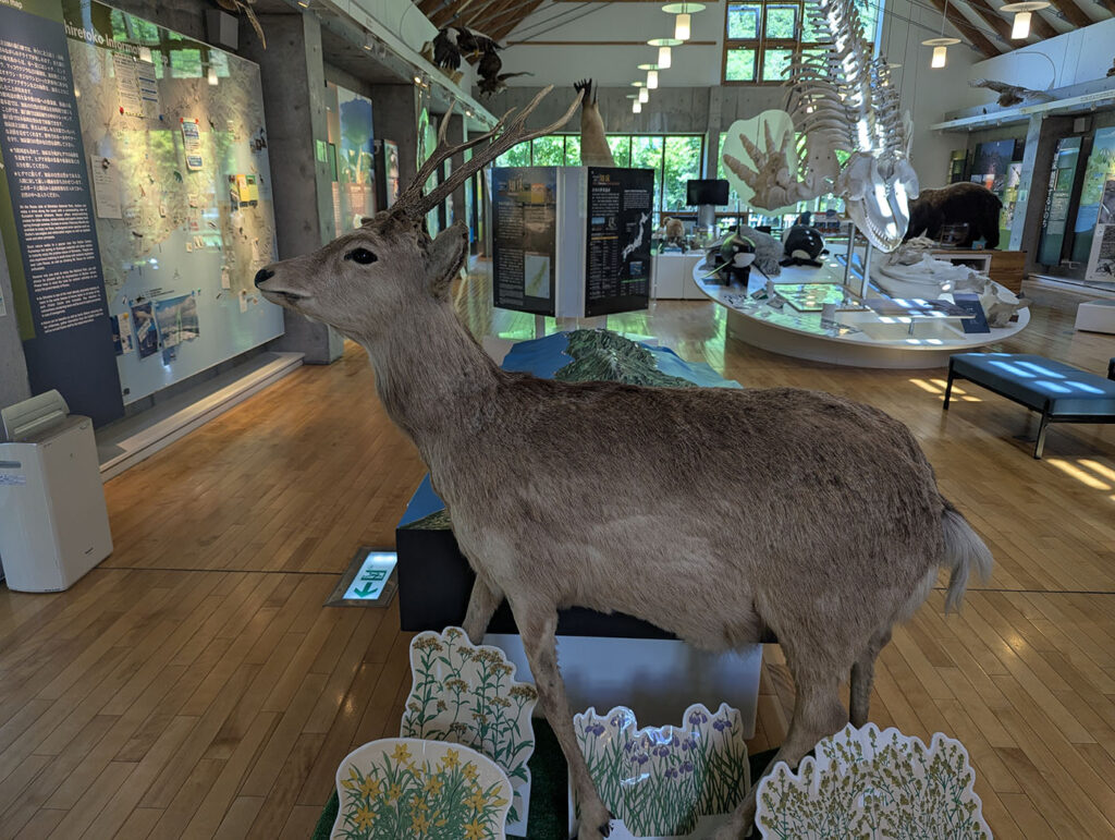 知床羅臼ビジターセンターに展示されたエゾシカの剥製。奥にはシャチ骨格や解説パネルが並ぶ。