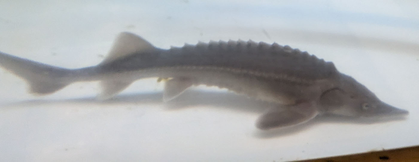 鹿追町のびっくり寿司で展示されているチョウザメの幼魚。キャビアの元となる古代魚で、地域特産として育てられている。